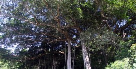 Cây Đa 800 tuổi ở Đà Nẵng trở thành di sản Việt Nam